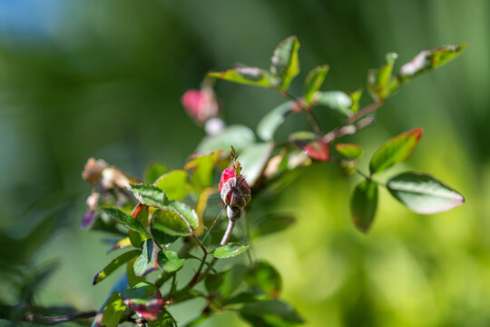 Rosier grimpant
