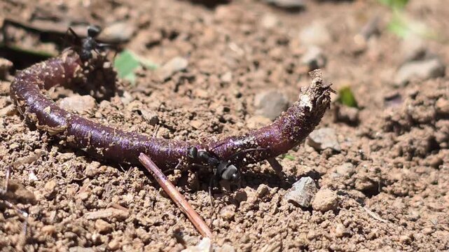 


Teamwork of ants moving a giant earthworm to their colony. 7

