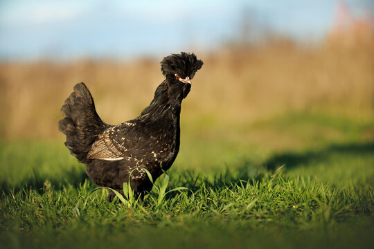 pavlovskaya chicken walking on a meadow in summer
