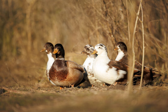 brown and white call ducks posing outdoors on a sunny day