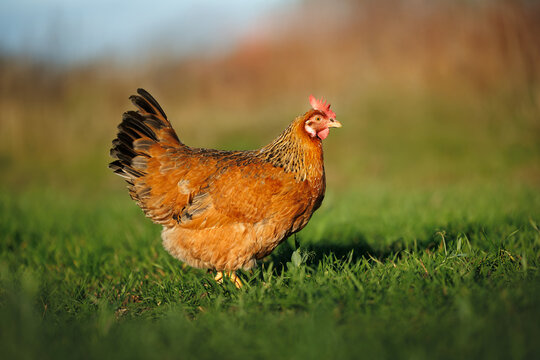 beautiful brown chicken hen walking outdoors on grass