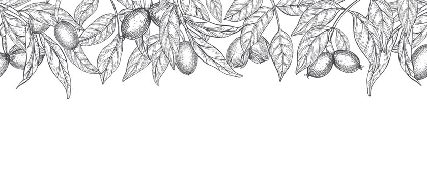 Ripening walnuts with leaves on branch monochrome vector isolated horizontal border. Twigs, whole walnut in green husk, foliage illustration for autumn cards, restaurant menu, harvest festival flyer