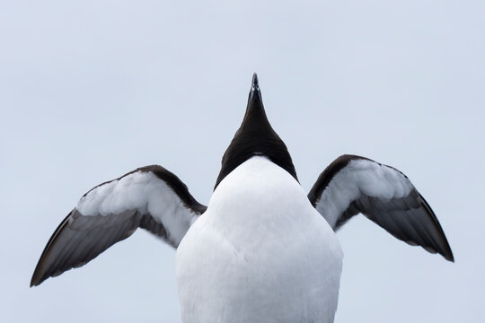 Razorbill close up from a low angle
