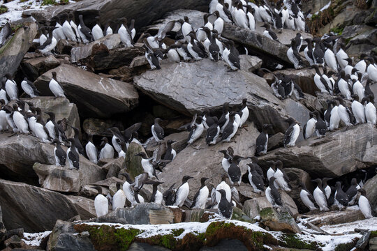Common murre or common guillemot bird colony