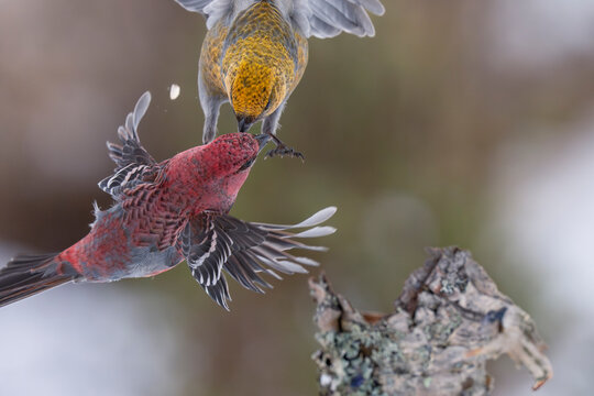 Pine grosbeak male and female display fight