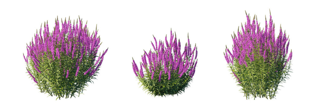lythrum salicaria purple (purple loosestrife, spiked loosestrife) isolated PNG on a transparent background premium nature cutout