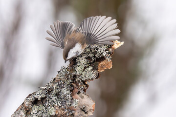 Grey-headed chickadee or Boreal or Siberian tit in old growth forest © Staffan Widstrand