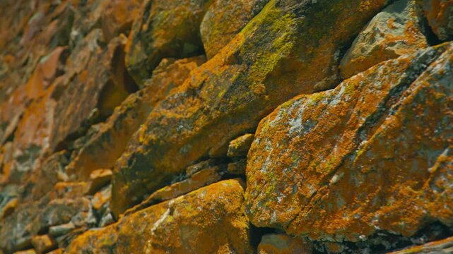 Close up of rocks fully covered in bright orange lichen, highlighting natural textures, colors, and patterns, perfect for showcasing unique geological and botanical details.