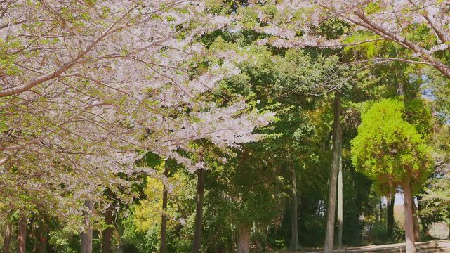 緑豊かな公園の木々と舞い散る桜のスローモーション