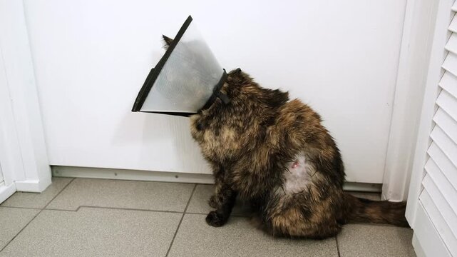 A cat in Elizabethan collar after fight with a lacerated wound on body. An animal bite. Pet treatment. A laceration with blood on the pet's side. The injured area of skin. High quality 4K footage.