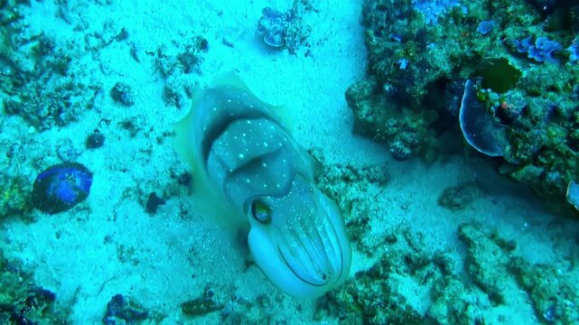 Wild cuttlefish hovering over sandy seabed in blue water discovery