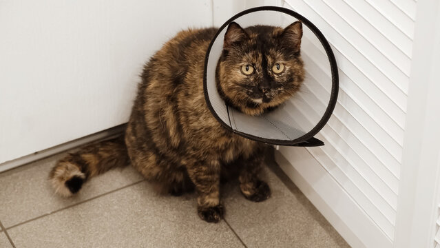 Domestic cat wearing Elizabethan collar on neck looking at camera after injury, surgery, sterilization, or castration. Pet treatment. Protective veterinary plastic cone. Stray animals. Health care.
