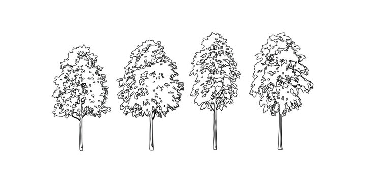 Continuous line drawing of deciduous trees set in black ink style for architectural landscape visualization and outdoor park environment design elements