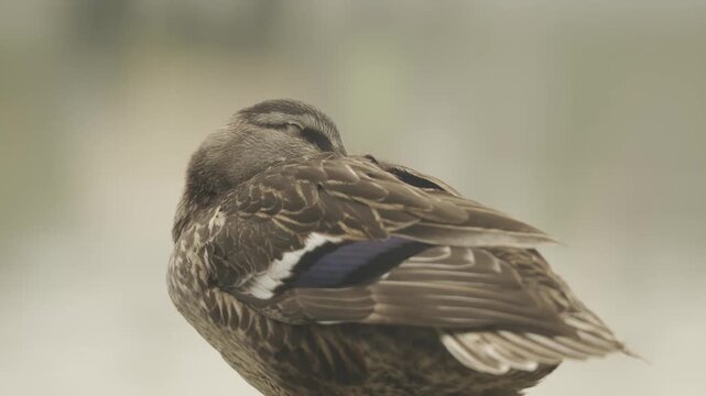 Female Mallard duck staying alert as it closes its eyes