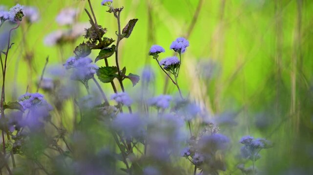 Detailed botanical study of the Bluemink, documenting the delicate thread-like florets that give the flower its signature "floss" appearance.