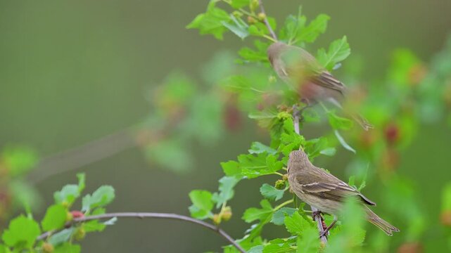 High-definition footage highlights the bird&rsquo;s specialized beak as it delicately picks and consumes ripe fruit from a Mulberry tree.