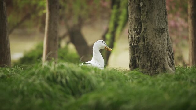 An Ancona Duck standing in the bushes
