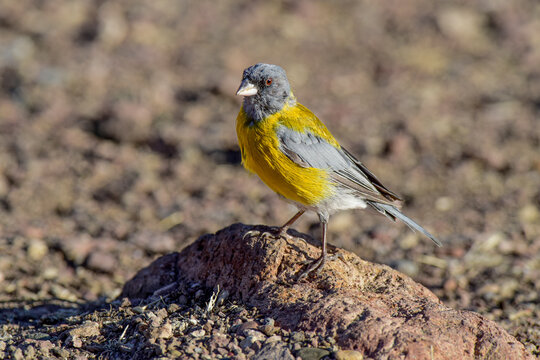 Grey hooded sierra finch, Phrygilus gayi, Santa Cruz Province, Patagonia, Argentina.