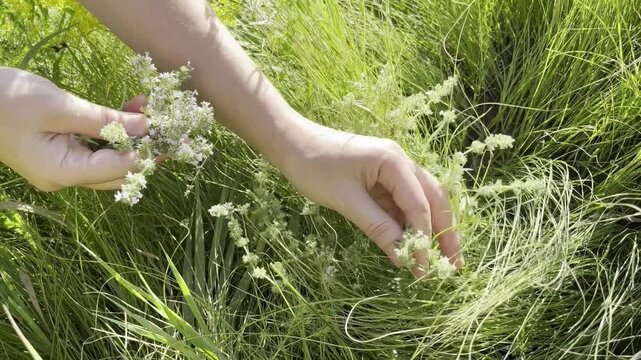 woman collecting medicinal herbs thyme in the meadow	