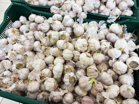 Fresh garlic bulbs in green crates at supermarket produce aisle  