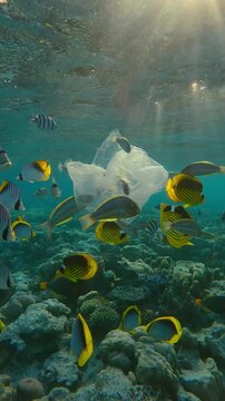 Vertical footage, Torn, translucent plastic bag floats beneath the surface of a shallow coral reef in the twilight of a sunset, curious colorful fish swim dangerously close to package, backlit 