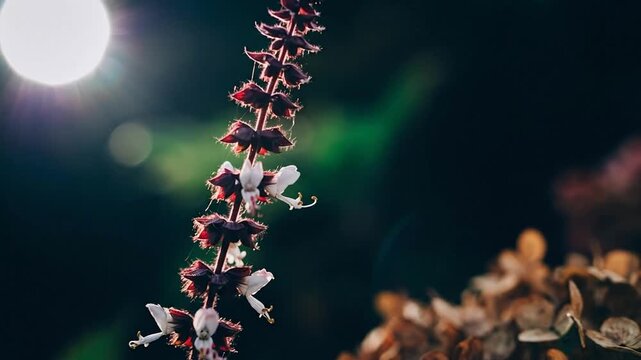 A close-up photo of a flowering plant with purple blooms under a bright moon.