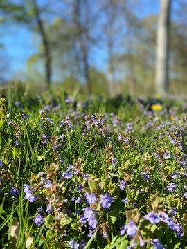 Des fleurs violettes dans un parc au printemps