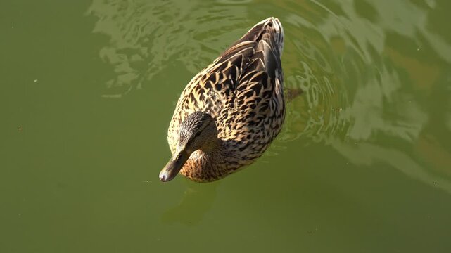 Two beautiful mallard ducks peacefully swimming together on the calm water of a lake