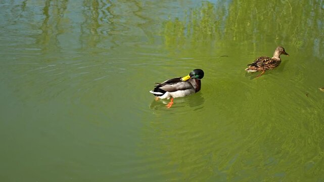 Two beautiful mallard ducks peacefully swimming together on the calm water of a lake
