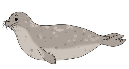 ワモンアザラシ © Nanagi
