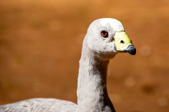 Cape Barren Goose - Tasmania