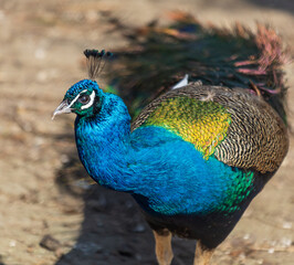 Fototapeta premium Vibrant peacock with iridescent blue and green plumage