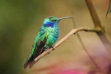 Fototapeta premium Kolibri sitzt auf einem Ast in Costa Rica. Berg-Veilchenohrkolibri.