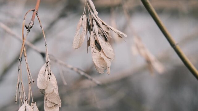 Close-up of thin tree branches showing dry seed pods from winter alongside fresh green buds emerging in early spring. The images feature a moody, blurred background with heavy vintage film grain