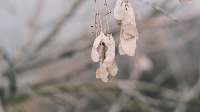 Close-up of thin tree branches showing dry seed pods from winter alongside fresh green buds emerging in early spring. The images feature a moody, blurred background with heavy vintage film grain