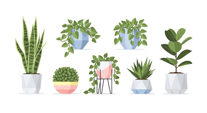 Collection of diverse indoor potted plants, featuring popular green botanicals like snake plants, vibrant hanging foliage, and charming succulents for modern home decor