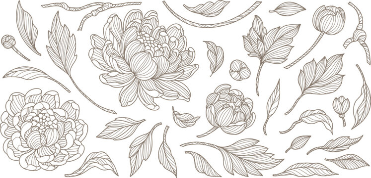 Set of peony flowers, branches and leaves in line art style. Isolated elegant plant elements. Hand drawn vector illustration