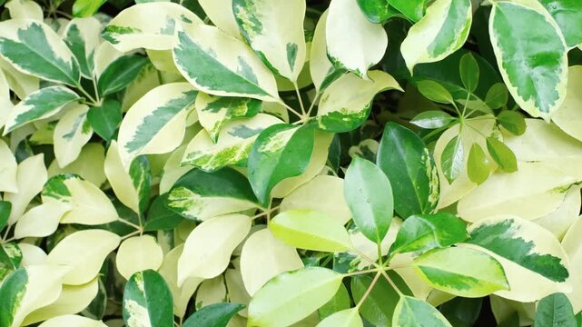 Tropical leaves schefflera close-up, abstract natural background.