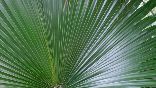 Green tropical palm leaf close-up, texture and natural background.