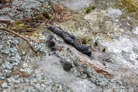 animal scat on a lichen-covered rock in a natural forest setting. The dark, twisted droppings contrast with the textured surface of moss, pine needles, and stone, illustrating wildlife presence.