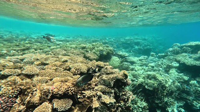 Underwater life, snorkeling. Sohal tang fish swims over coral reef in Red Sea in Egypt.