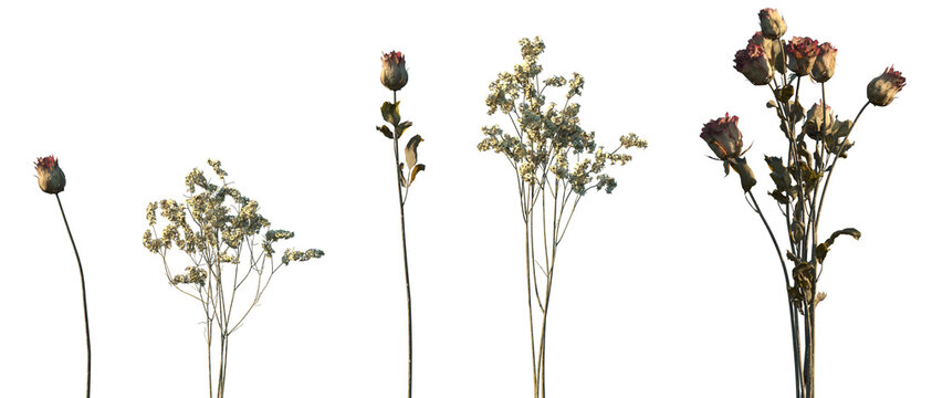 Set of Rosa rugosa and Myosotis sylvatica dried flowers isolated png on a transparent background perfectly cutout high resolution