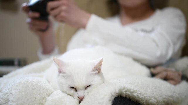 ゲームをする飼い主の膝の上で眠る白い猫