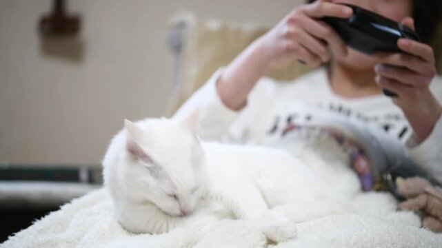 ゲームをする飼い主の膝の上で毛繕いをする白い猫
