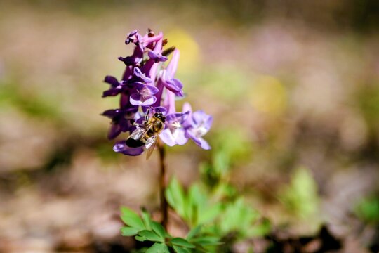 Honey bee on purple Corydalis flower in spring forest.