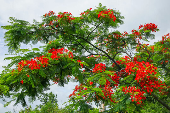 Delonix regia Flamboaiant, Royal poinciana on Reunion Island, France	