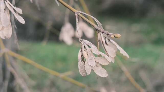 Close-up of thin tree branches showing dry seed pods from winter alongside fresh green buds emerging in early spring. The images feature a moody, blurred background with heavy vintage film grain