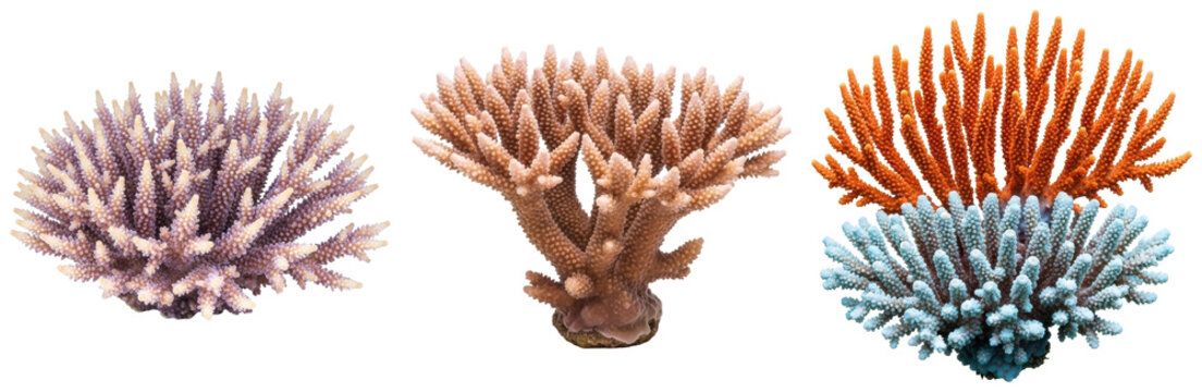 Detailed photograph of diverse hard coral colonies, isolated on a transparent background, highlighting marine life.