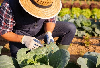 Adult farmer inspecting pest damage on cabbage leaf in vegetable field, crop protection and sustainable agriculture with close up hands in gloves