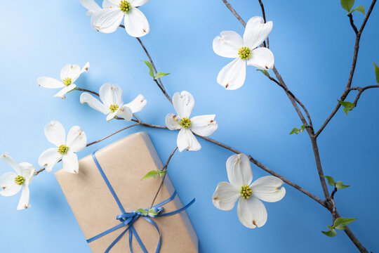 Springtime theme gift giving concept, blue background with gift and white dogwood blooms.
